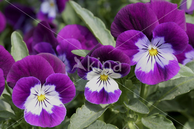 Viooltje (Viola spec.)