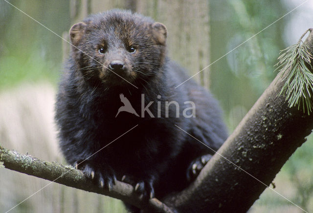 Fisher (Martes pennanti)