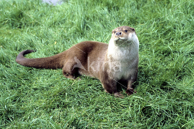 European Otter (Lutra lutra)