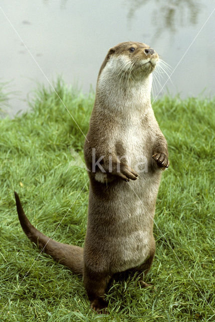 European Otter (Lutra lutra)