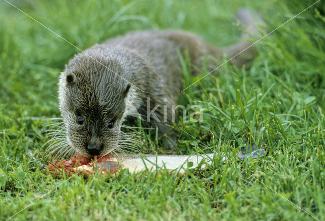 European Otter (Lutra lutra)