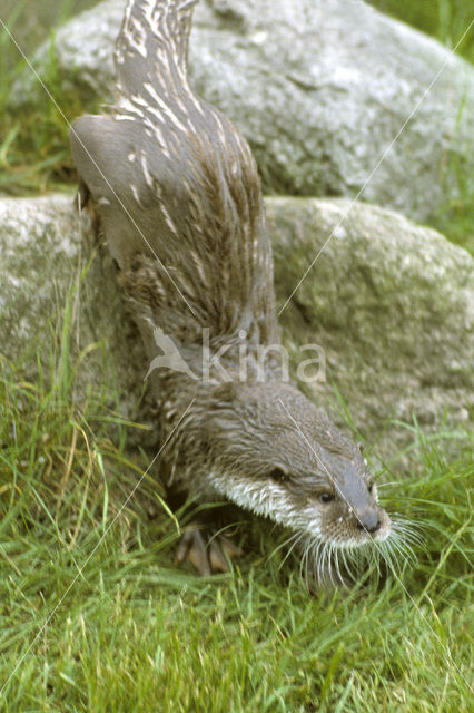 Visotter