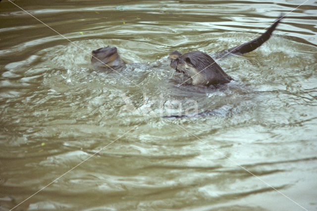 European Otter (Lutra lutra)