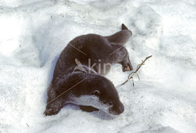 European Otter (Lutra lutra)