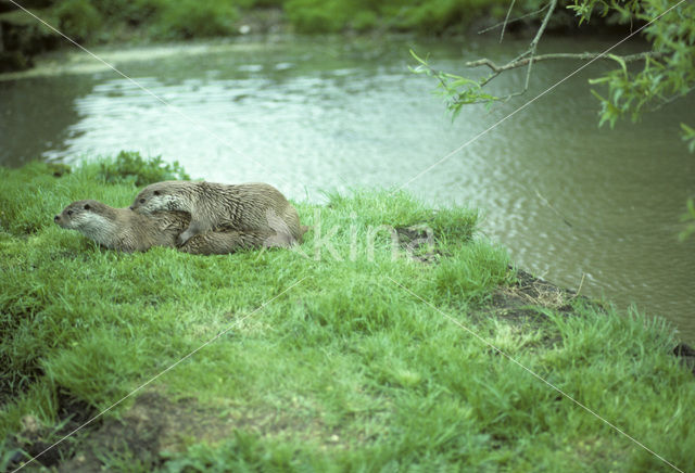 European Otter (Lutra lutra)