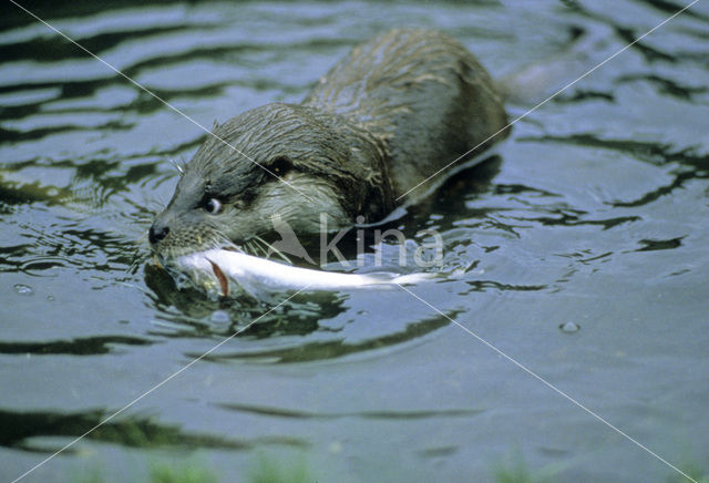 European Otter (Lutra lutra)