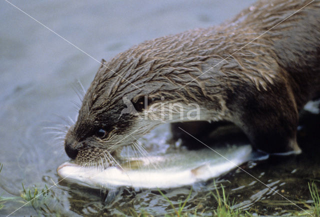 European Otter (Lutra lutra)