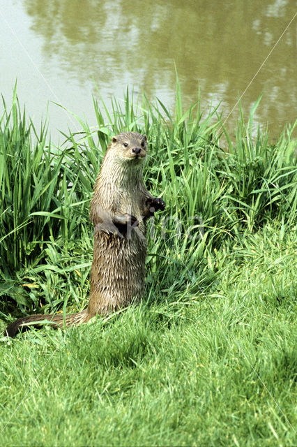 Visotter