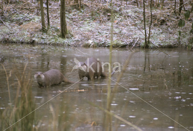 European Otter (Lutra lutra)