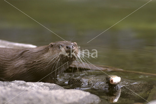 European Otter (Lutra lutra)