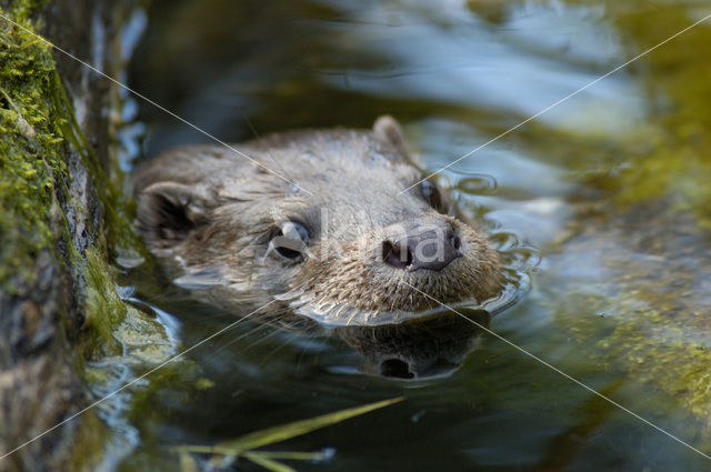 European Otter (Lutra lutra)