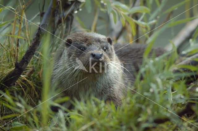 European Otter (Lutra lutra)