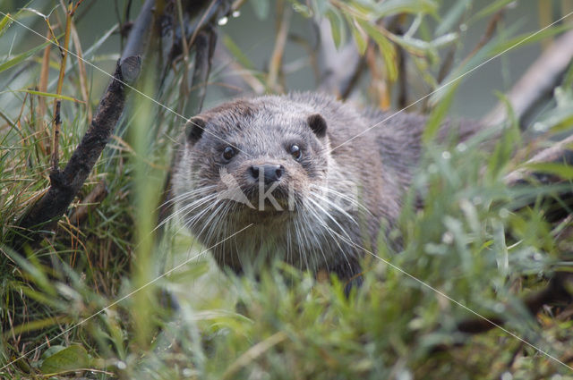 European Otter (Lutra lutra)