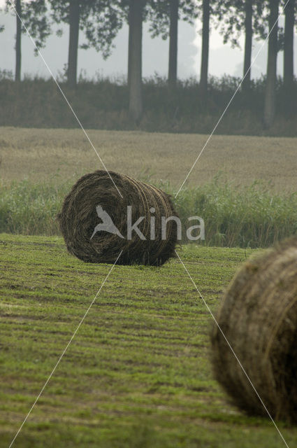 Cultivated Flax (Linum usitatissimum)