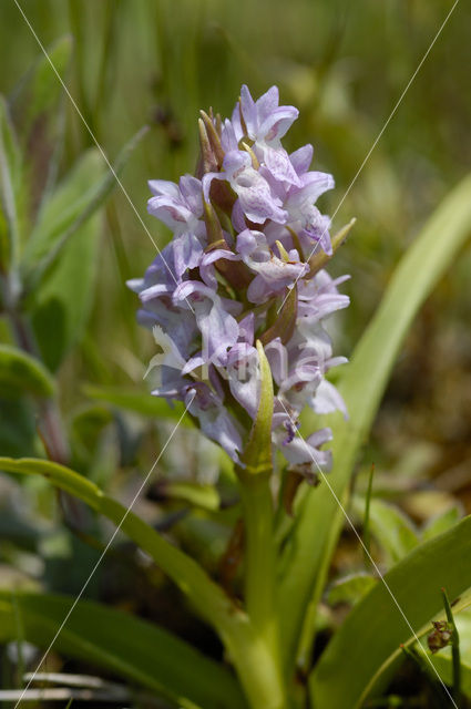 Early Marsh-orchid (Dactylorhiza incarnata)