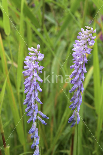 Vogelwikke (Vicia cracca)