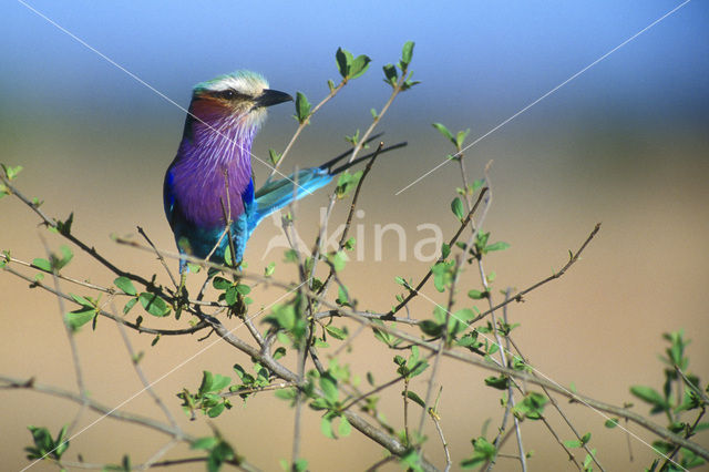 Lilac-breasted Roller (Coracias caudatus)