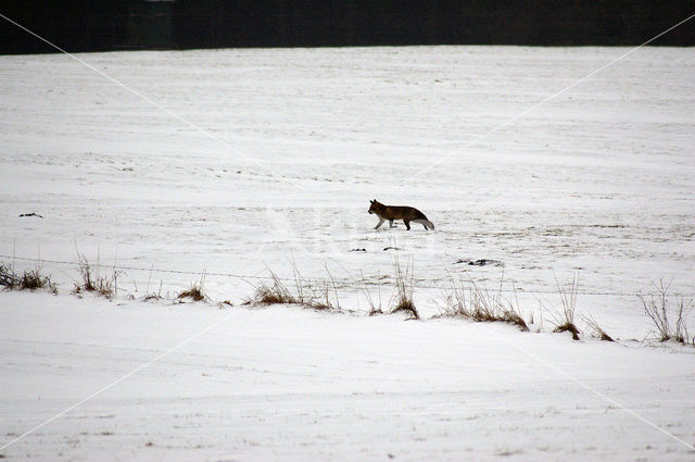 Vos (Vulpes vulpes)
