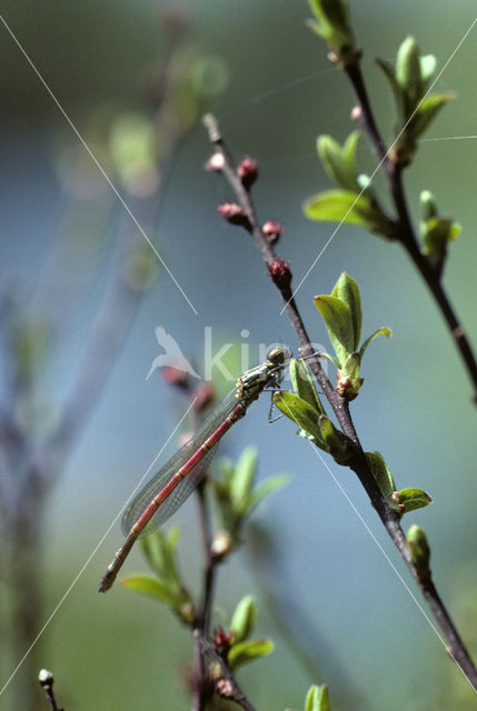 Large Red Damselfly (Pyrrhosoma nymphula)