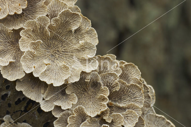 Common Porecrust (Schizophyllum commune)