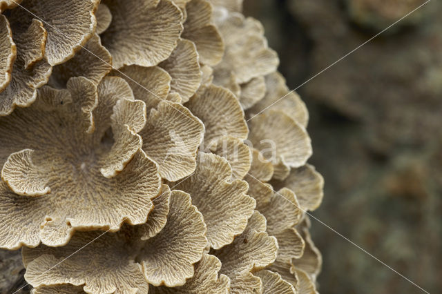 Common Porecrust (Schizophyllum commune)