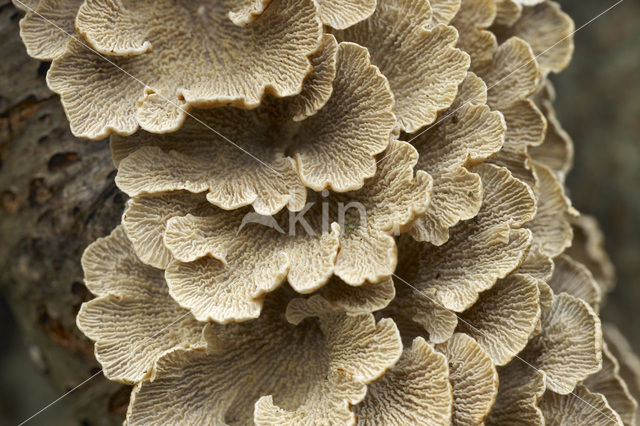 Waaiertje (Schizophyllum commune)