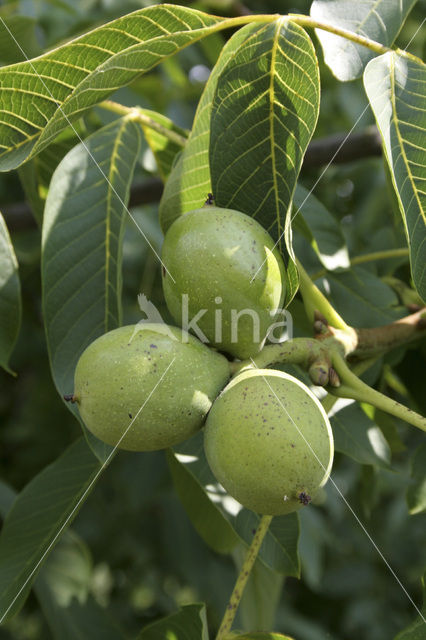 Walnut (Juglans)