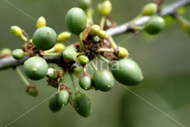 Walnoot (Juglans)