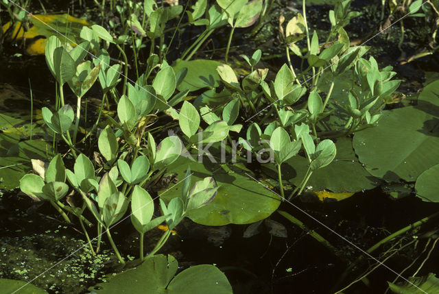 common buckbean (Menyanthes trifoliata)