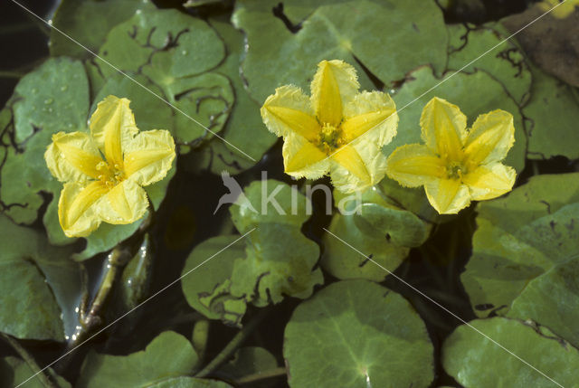 Watergentiaan (Nymphoides peltata)