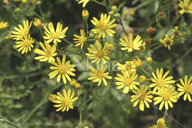 Marsh Ragwort (Senecio aquaticus)