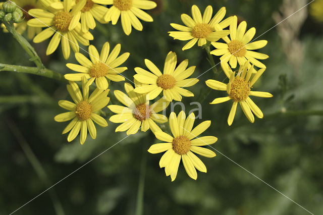 Marsh Ragwort (Senecio aquaticus)