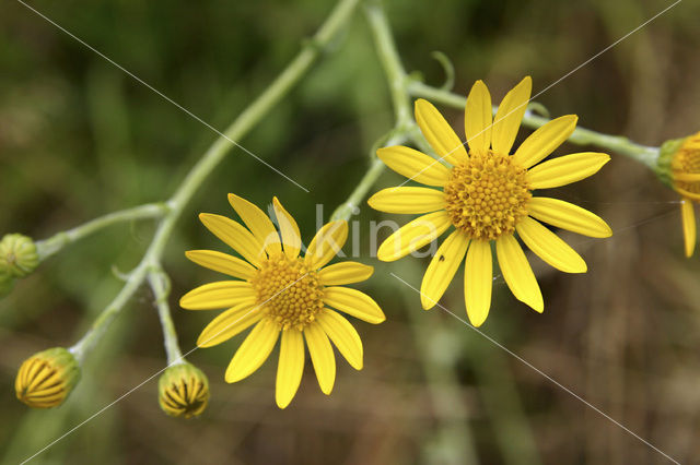 Marsh Ragwort (Senecio aquaticus)