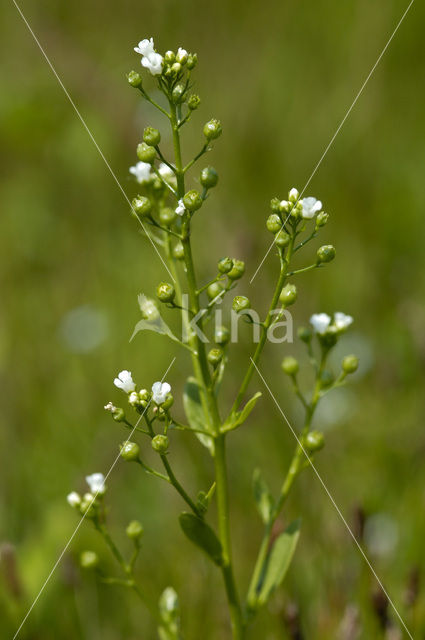 Waterpunge (Samolus valerandi)