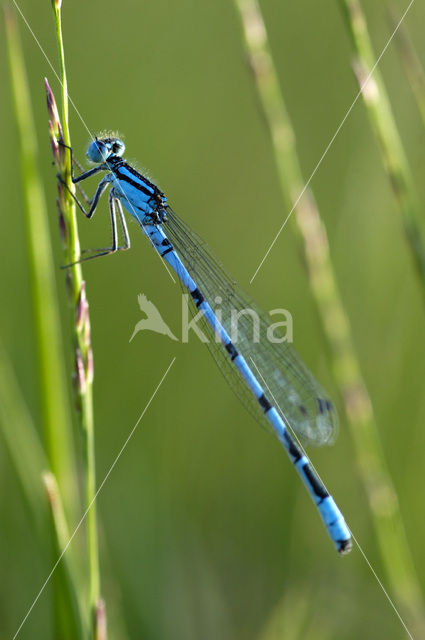 Common Blue Damselfly (Enallagma cyathigerum)