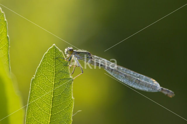 Common Blue Damselfly (Enallagma cyathigerum)