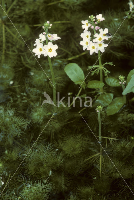 Waterviolet (Hottonia palustris)