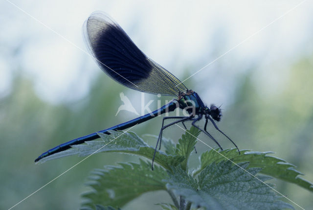 Weidebeekjuffer (Calopteryx splendens)