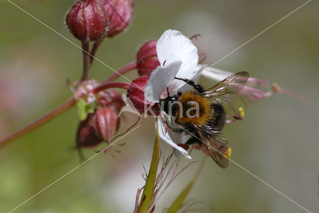 Weidehommel (Bombus pratorum)