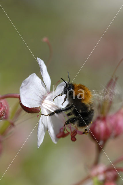 Weidehommel (Bombus pratorum)