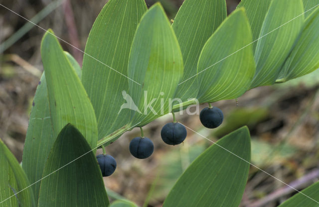 Angular Solomon’s seal (Polygonatum odoratum)