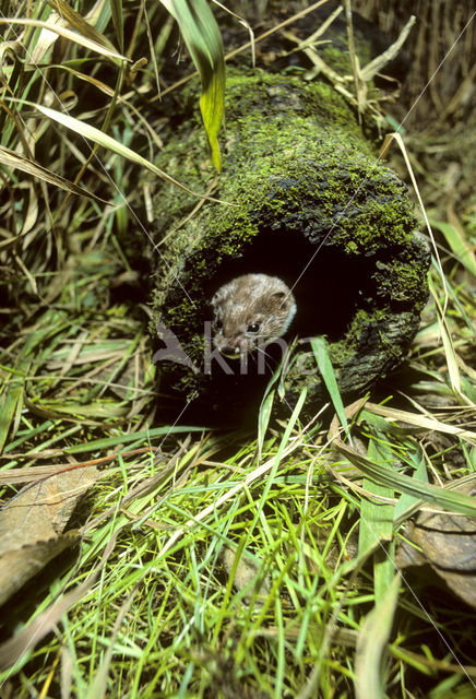 Weasel (Mustela nivalis)