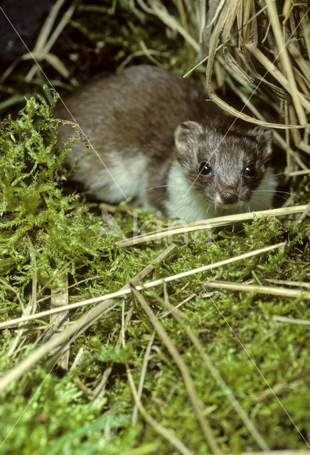 Wezel (Mustela nivalis)