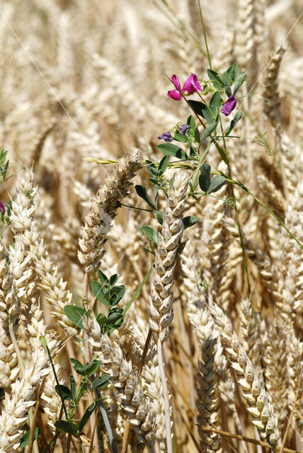 Vetch (Vicia)