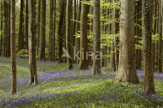 Bluebell (Scilla non-scripta)