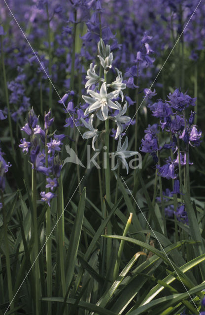 Bluebell (Scilla non-scripta)
