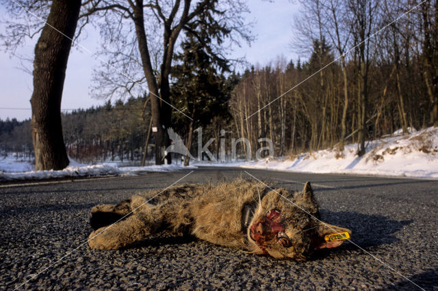 Wildcat (Felis silvestris)