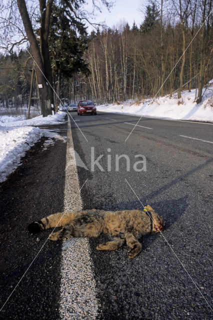 Wilde kat (Felis silvestris)