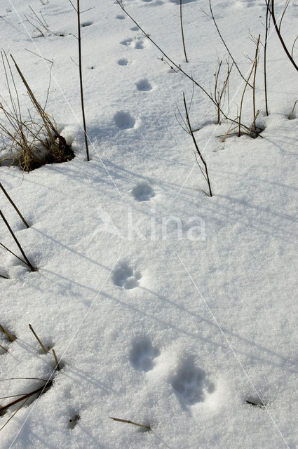 Wilde kat (Felis silvestris)