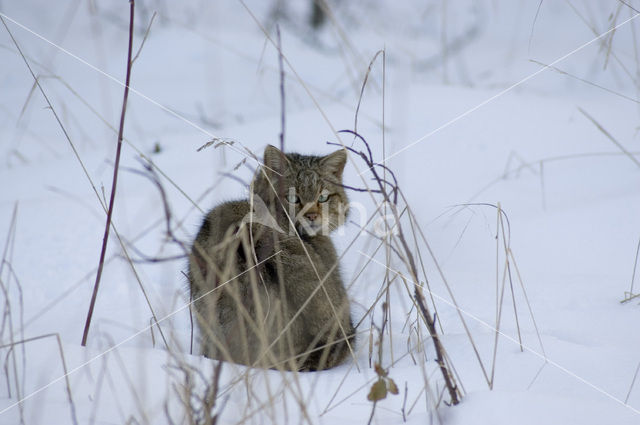 Wildcat (Felis silvestris)